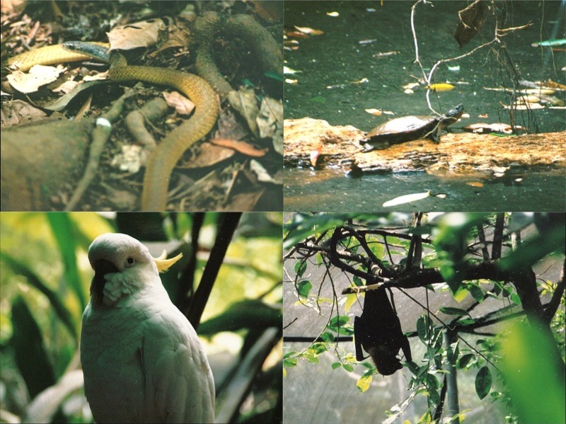 aus cairns daintree rainforest 04.jpg